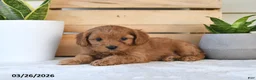 Cavapoo dogs for sale: Sugar - Ad 5
