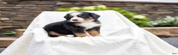 Bernese Mountain Dog dogs for sale: Renee - Ad 2