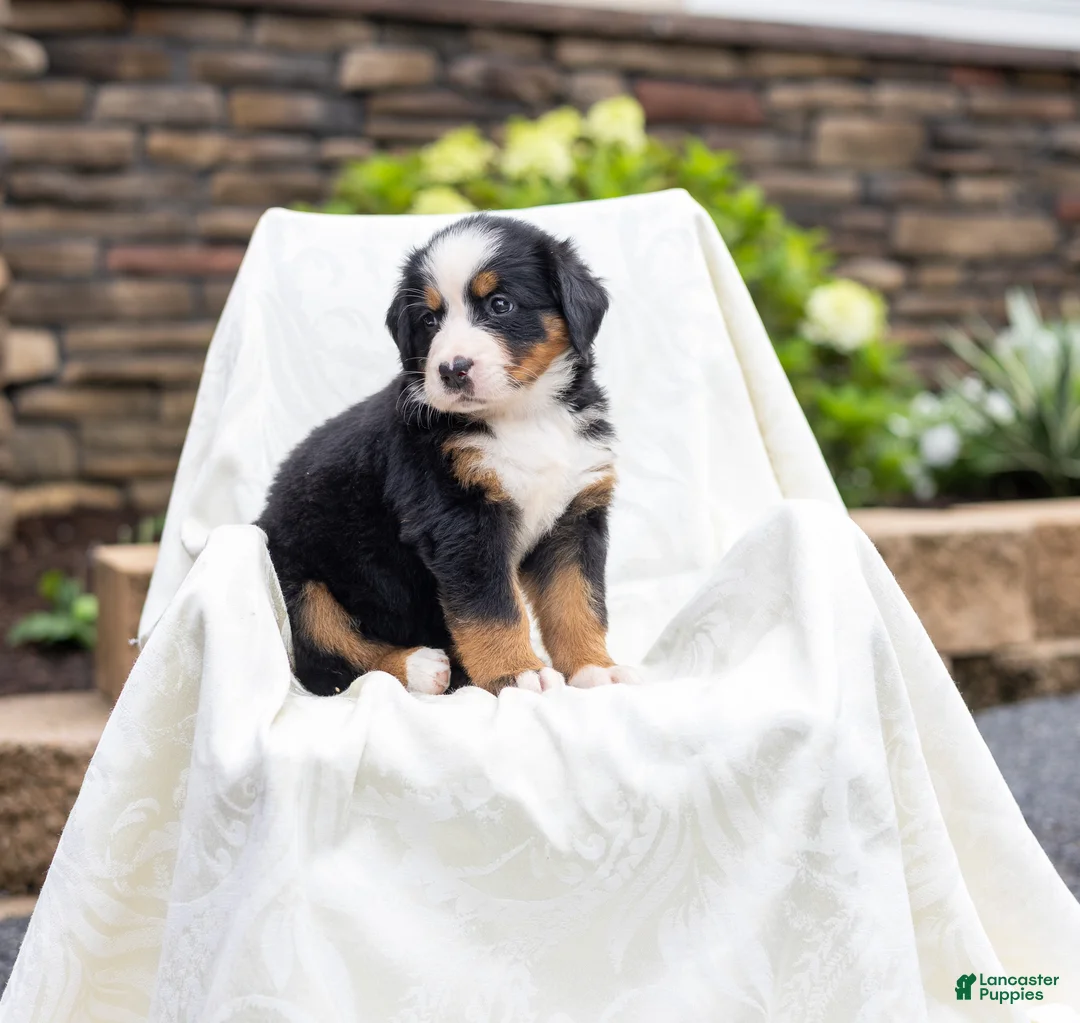 Bernese Mountain Dog dogs for sale: Renee - Ad 2