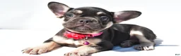 French Bulldog dogs for sale: Noelle - Ad 6