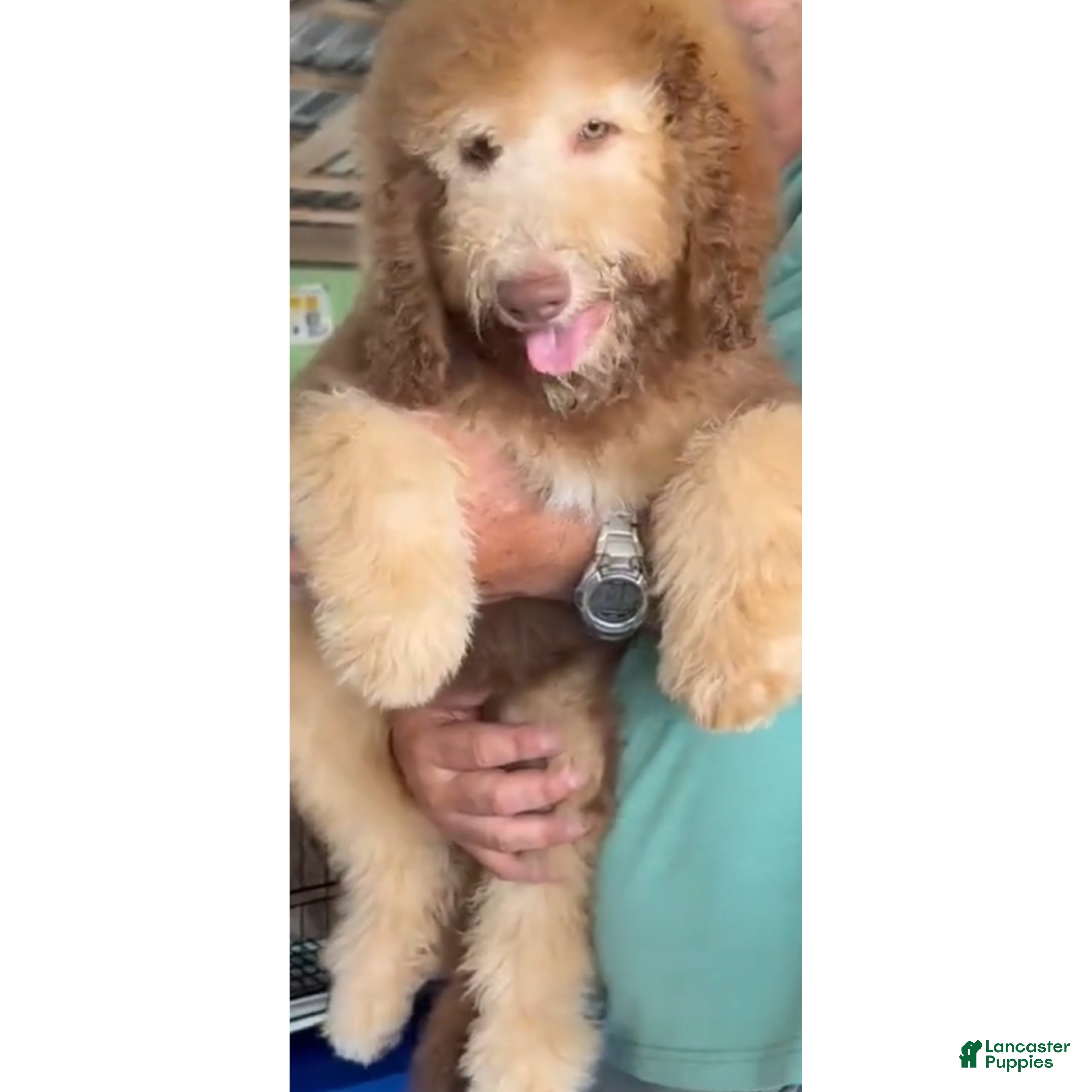 Bernedoodle dogs Ginger w golden eyes  - Ad 2