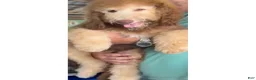 Bernedoodle dogs for sale: Ginger w golden eyes  - Ad 2