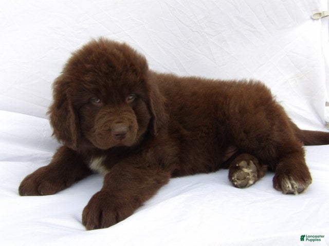Newfoundland dogs for sale: Bear - Ad 1