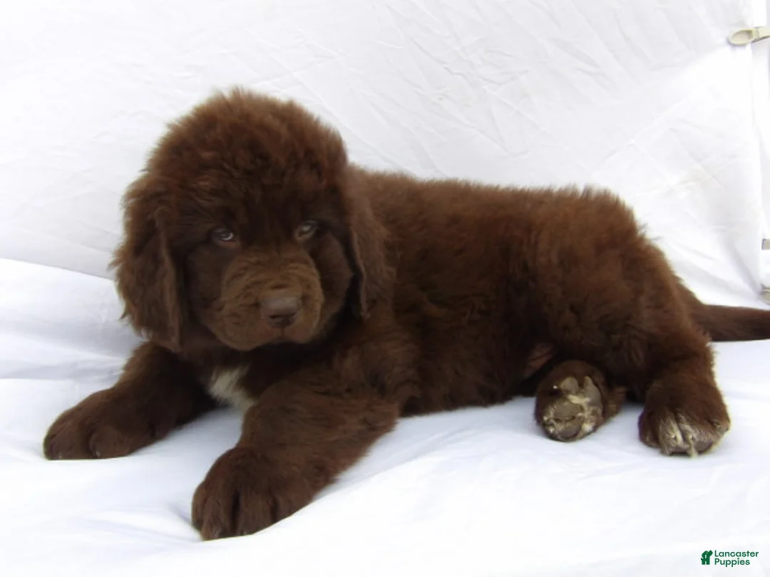 Newfoundland dogs for sale: Bear - Ad 1
