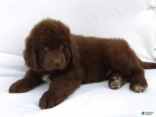 Newfoundland dogs for sale: Bear - Ad 1