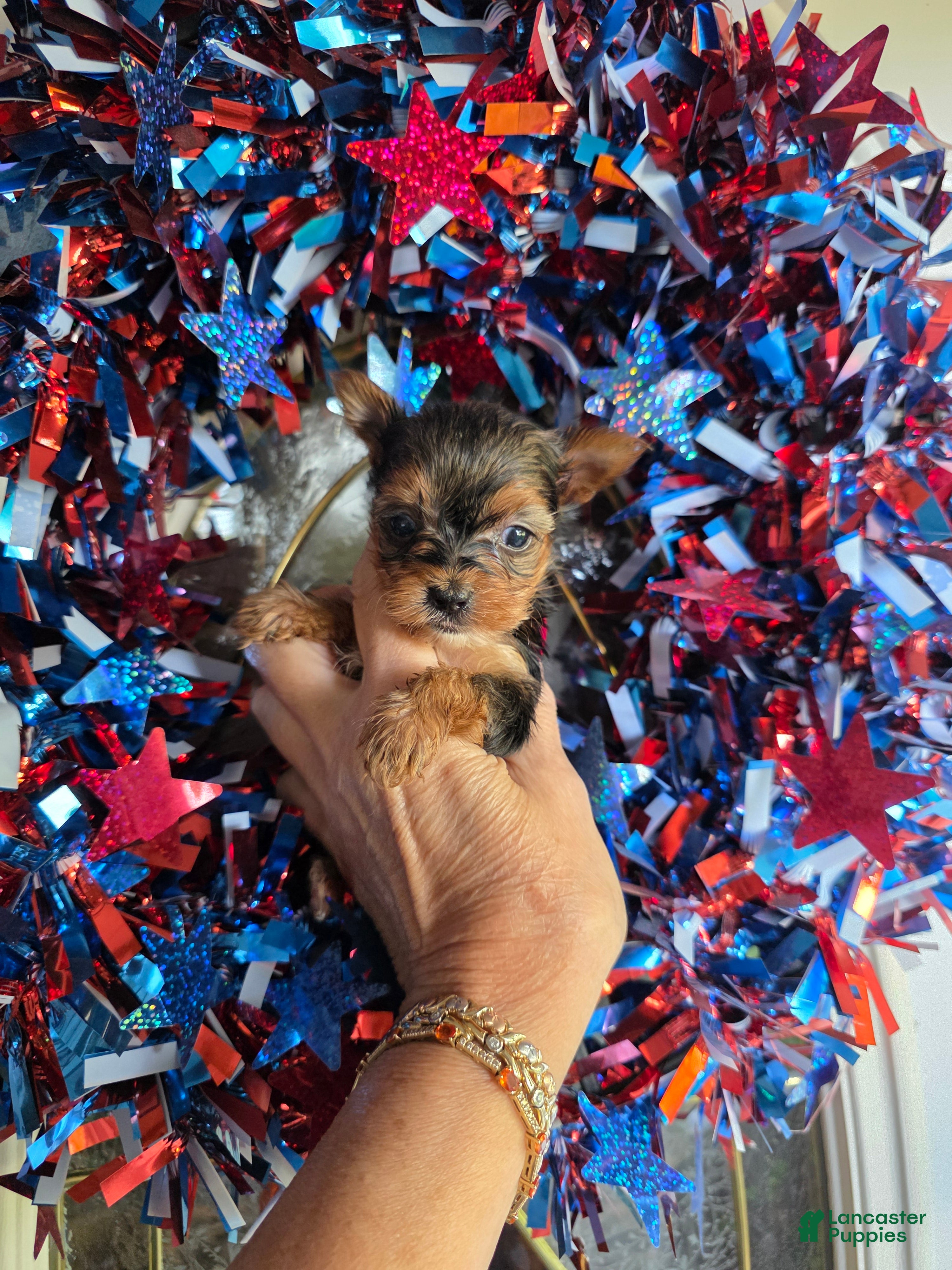 Yorkshire Terrier dogs Raven - Ad 1