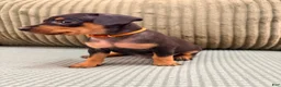 Miniature Pinscher dogs for sale: Lucy - Ad 4