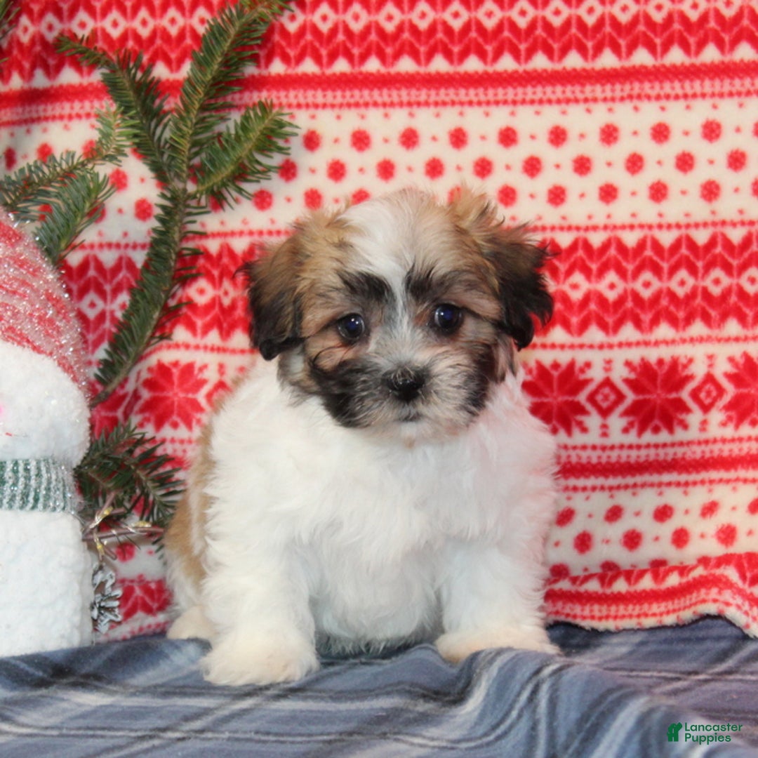 Teddy Bear dogs for sale: Forest - Ad 2