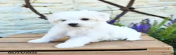 Mixed Breed dogs for sale: Everett - Ad 3