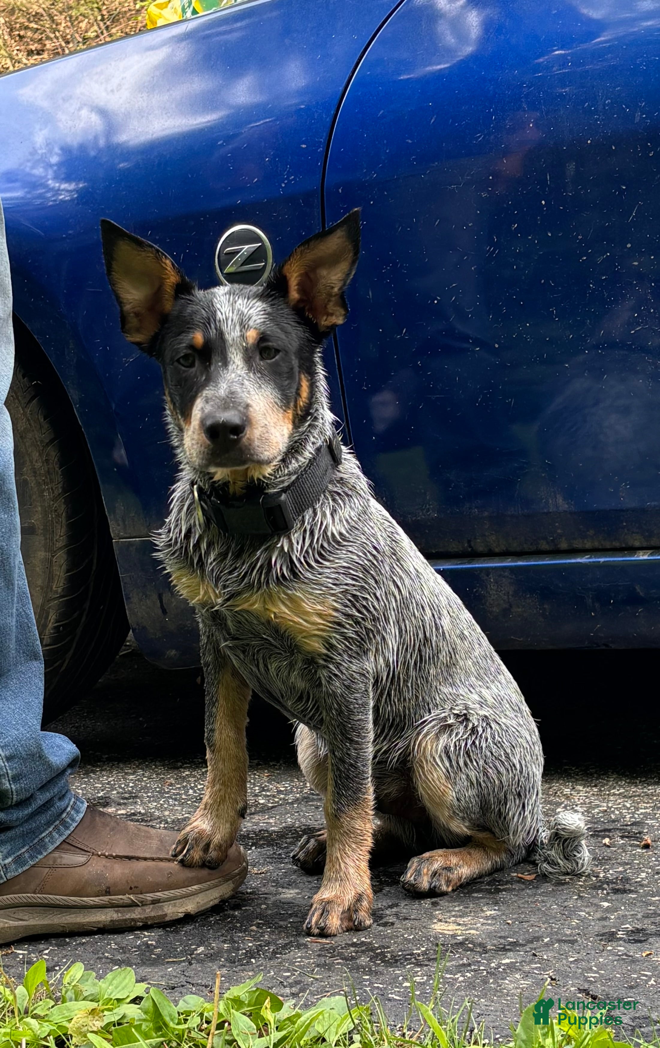 Australian Cattle Dog dogs Curly - Ad 13