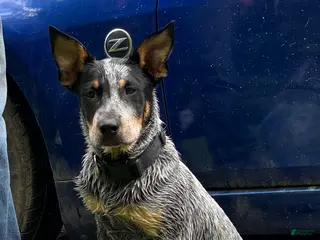 Australian Cattle Dog dogs Curly - Ad 13