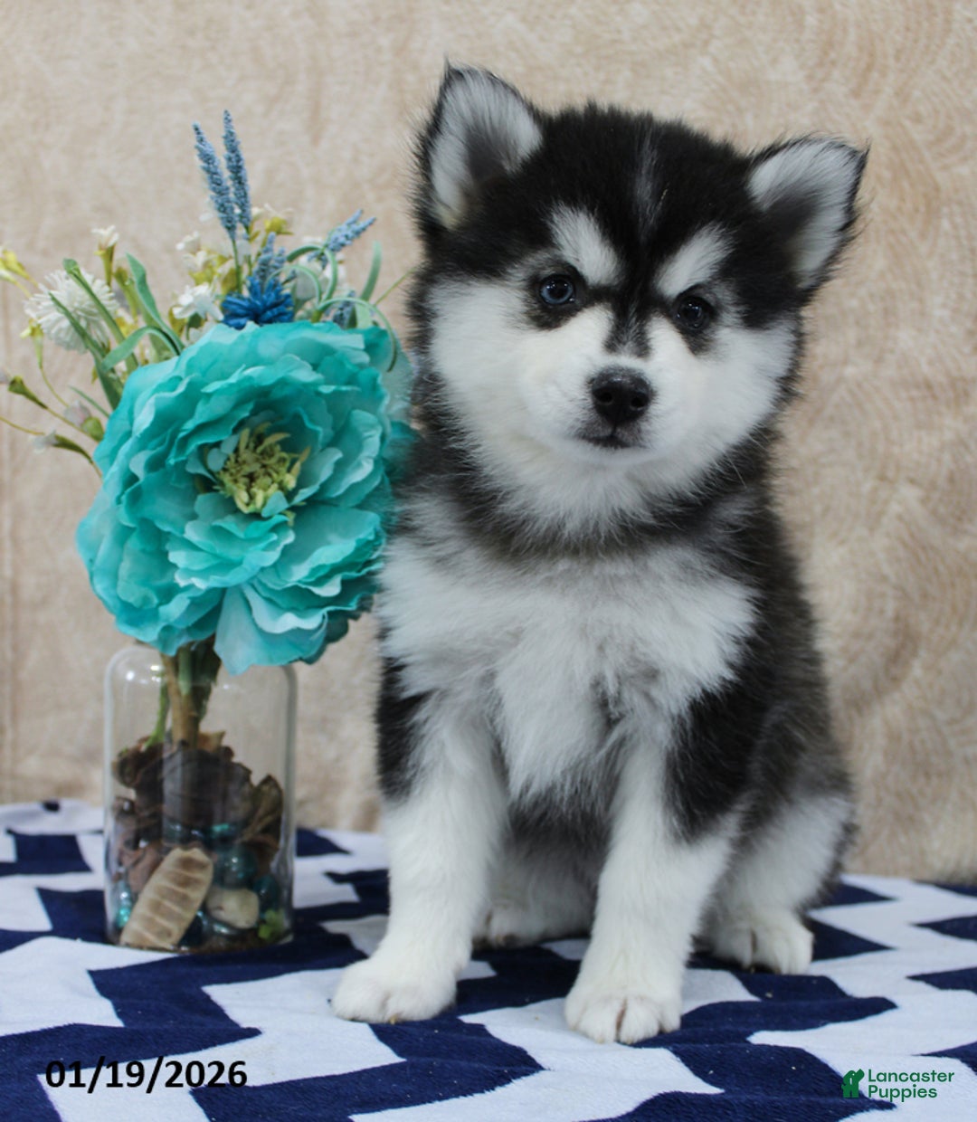 Pomsky dogs for sale: Celia - Ad 1