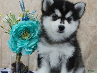 Pomsky dogs Celia - Ad 16