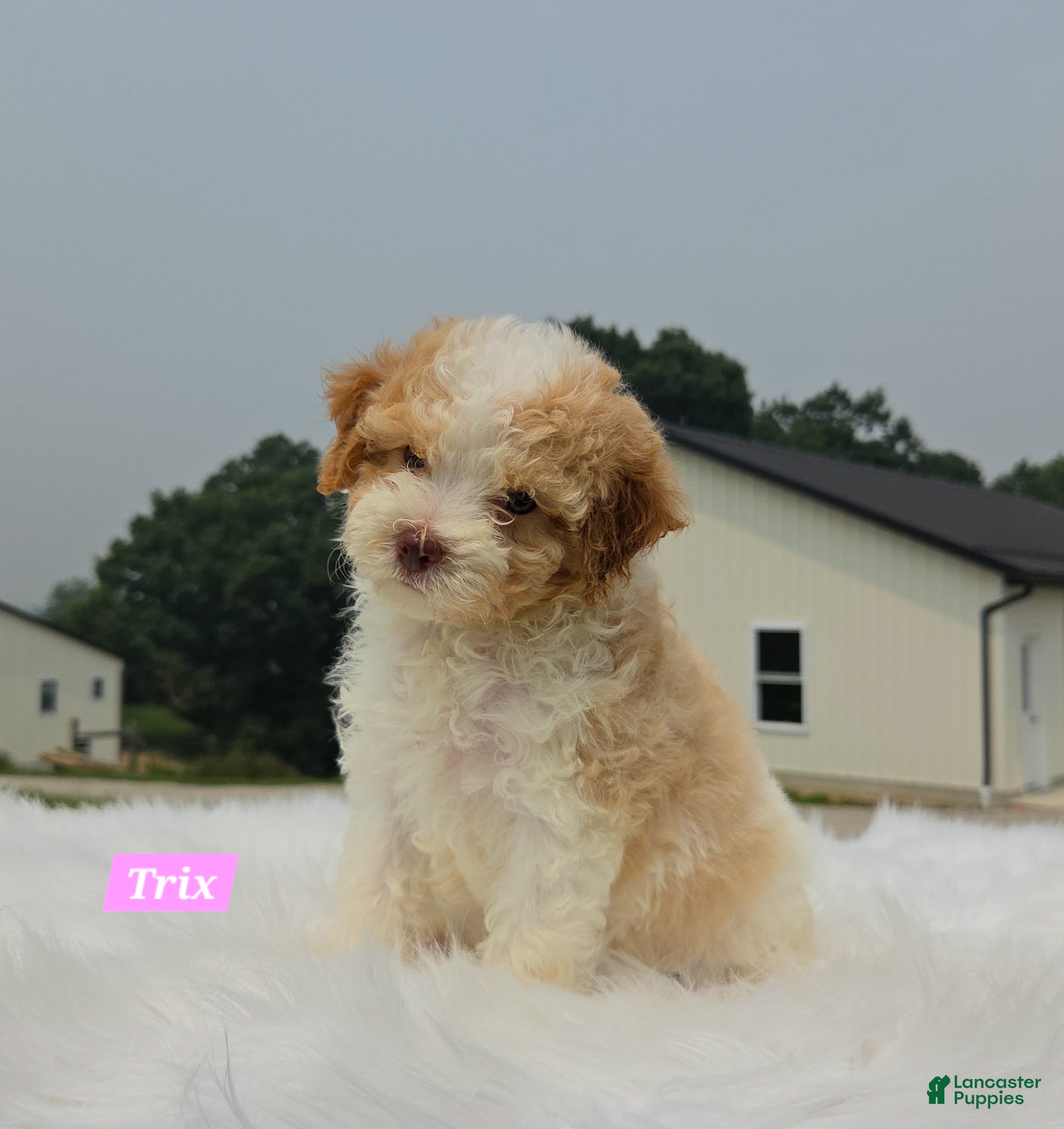 Maltipoo dogs Trix - Ad 2