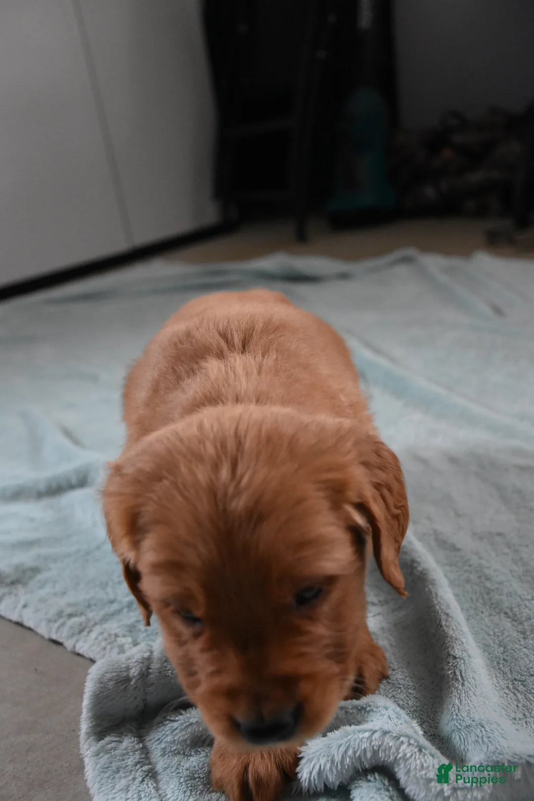 Golden Retriever dogs for sale: Dallas Genetic/OFA - Ad 11