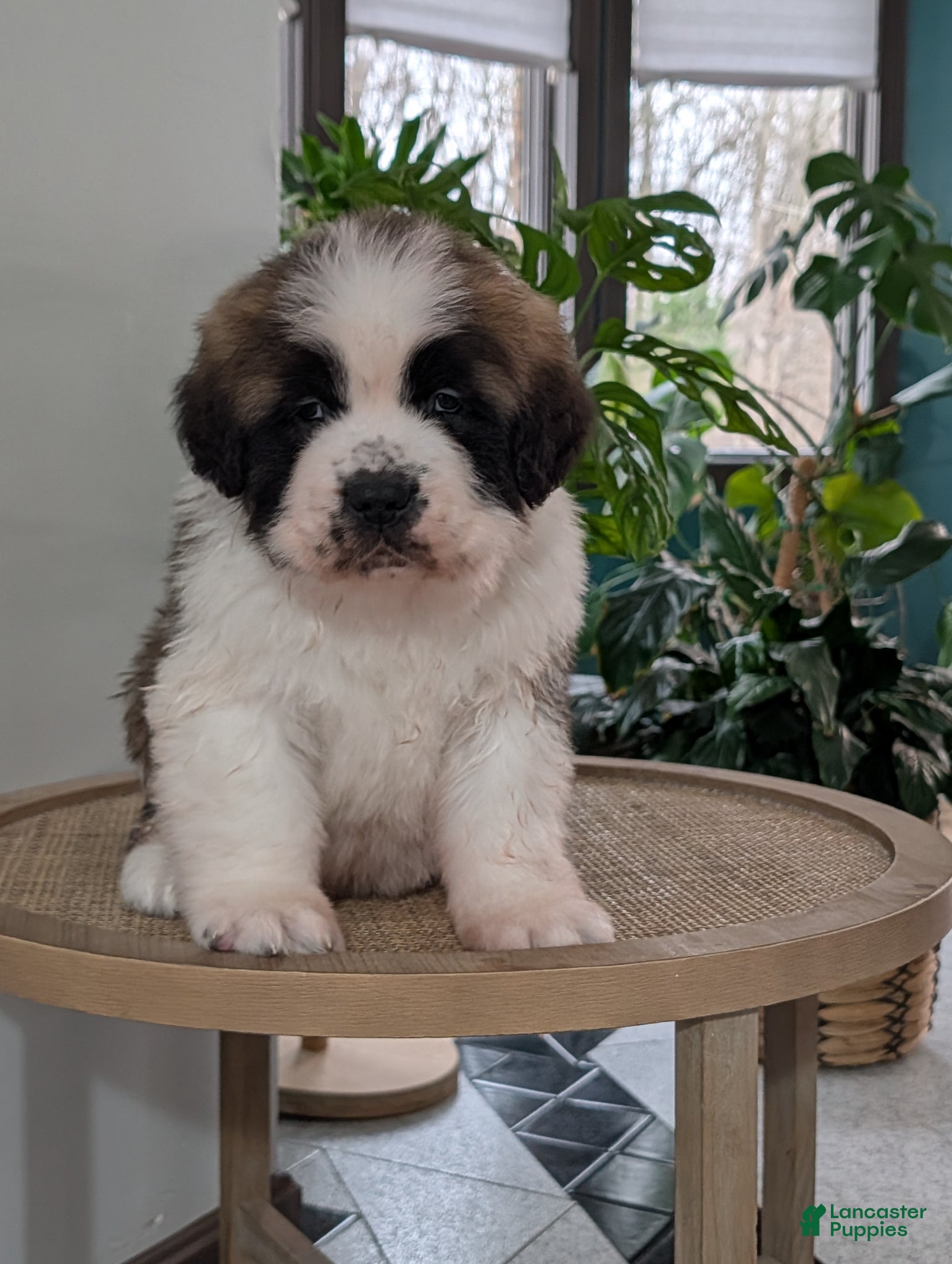 Saint Bernard dogs Buddy - Ad 1