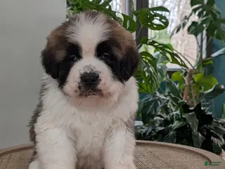 Saint Bernard dogs for sale: Buddy - Ad 1