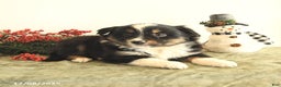 Miniature Australian Shepherd dogs for sale: Tisha - Ad 3