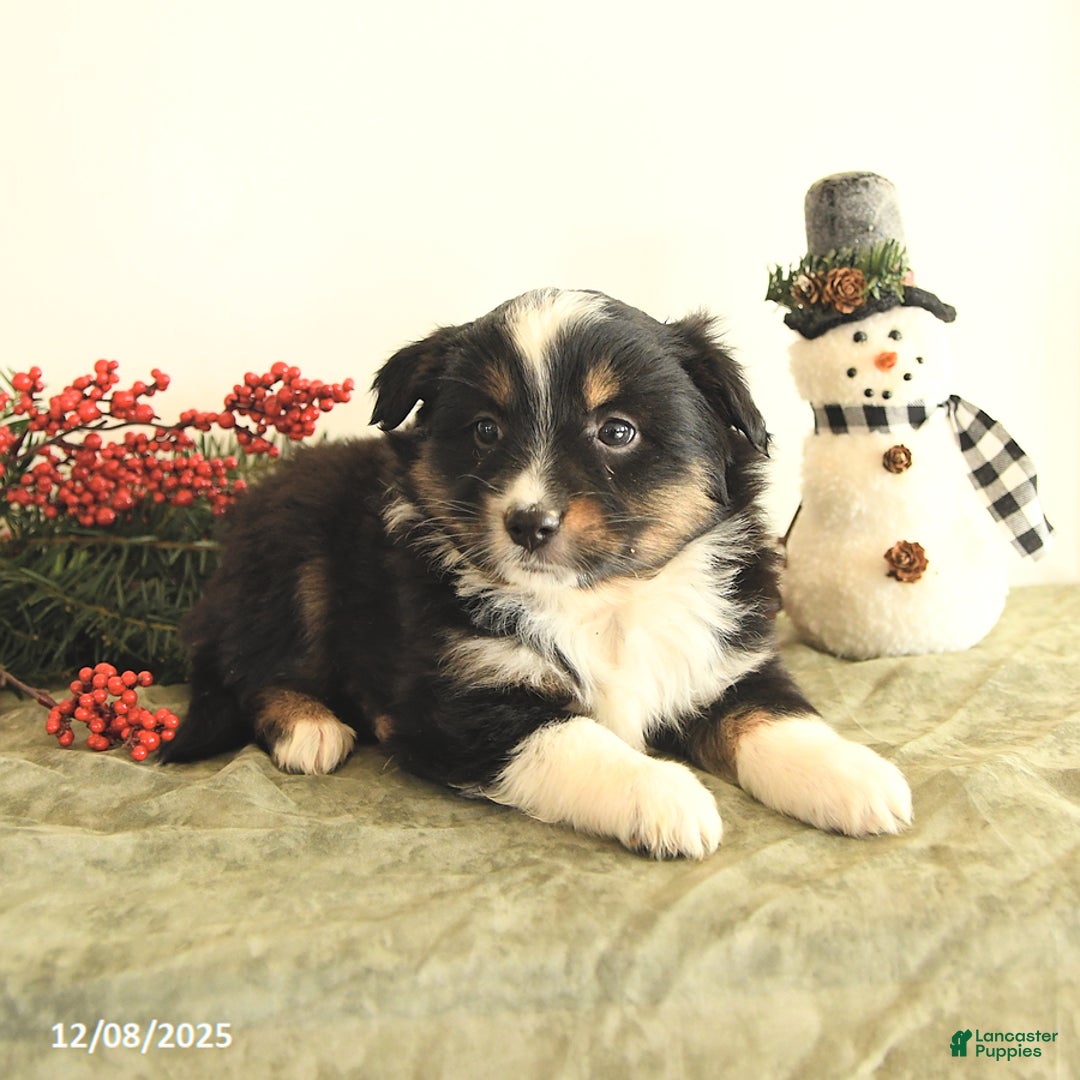 Miniature Australian Shepherd dogs for sale: Tisha - Ad 3