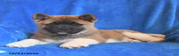 Akita dogs for sale: Thomas - Ad 3