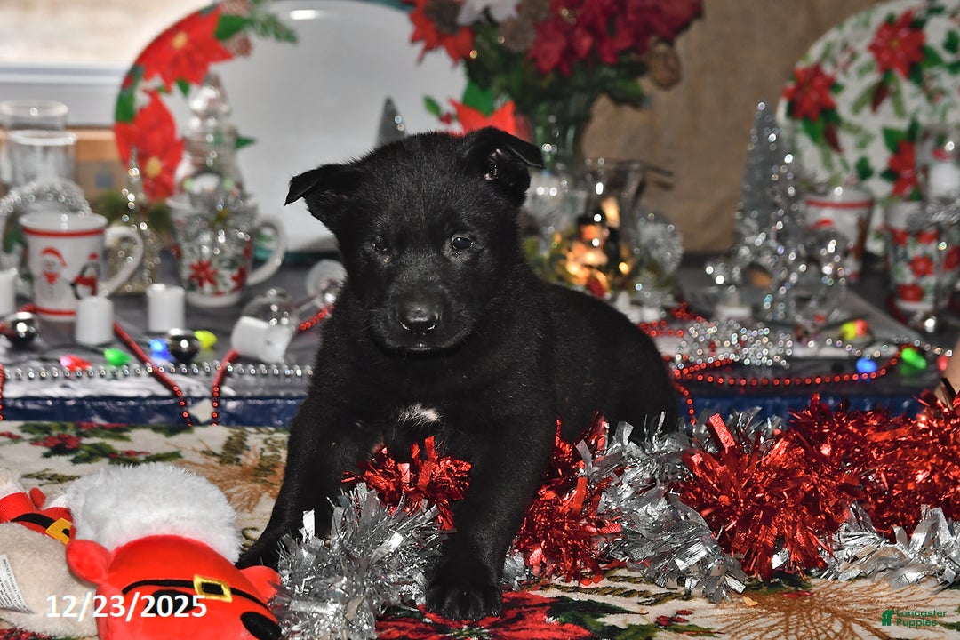 Belgian Malinois dogs for sale: Leo - Ad 5