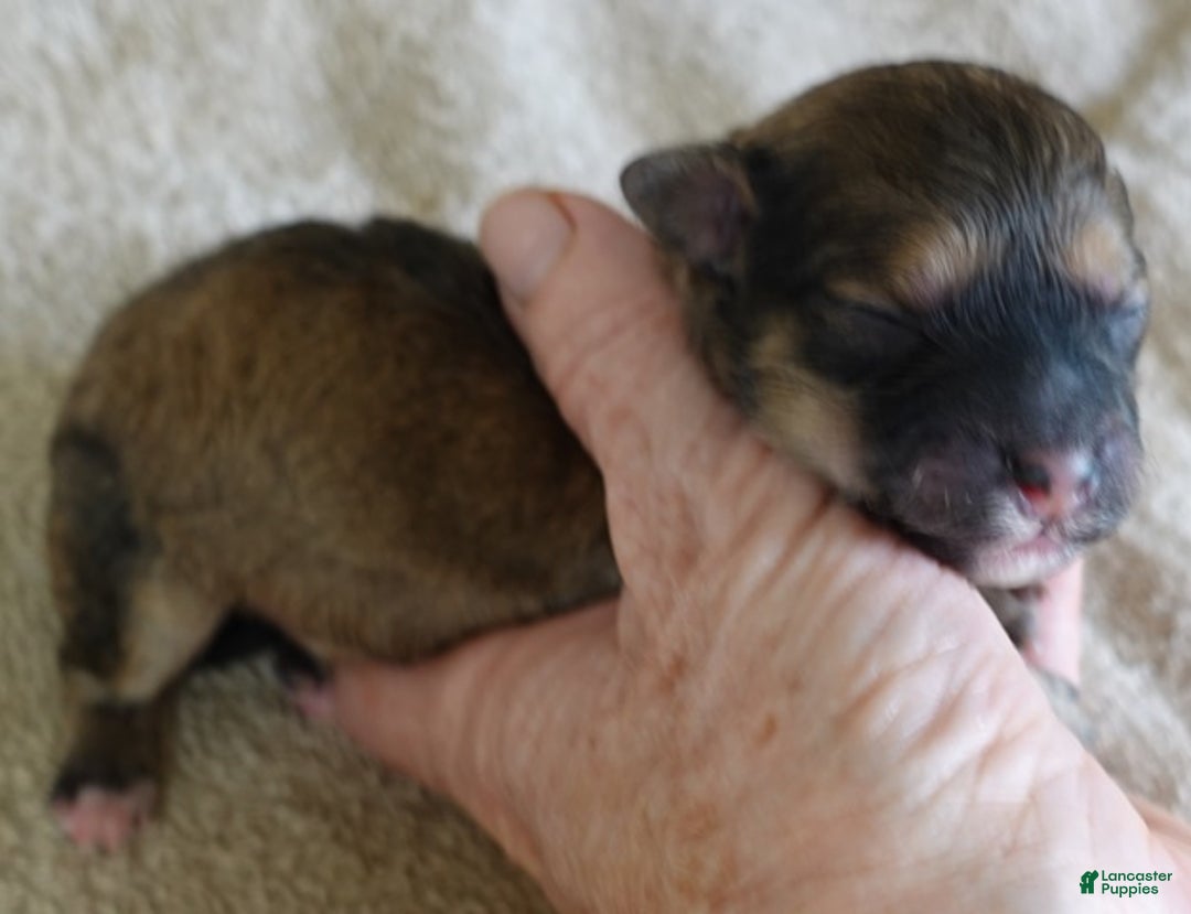 Maltipoo dogs for sale: River - Ad 4