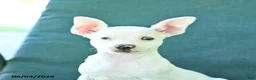 Chihuahua dogs for sale: Ronald - Ad 3