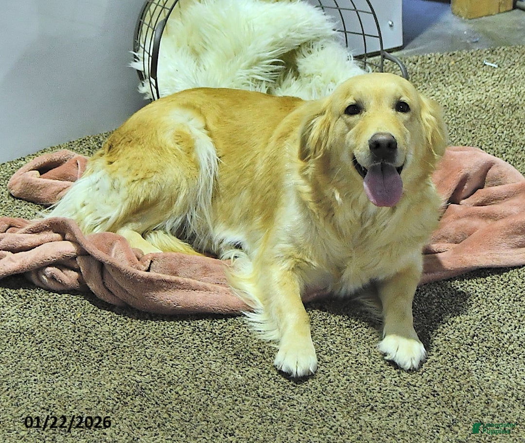 Golden Retriever dogs for sale: Teddy - Ad 6