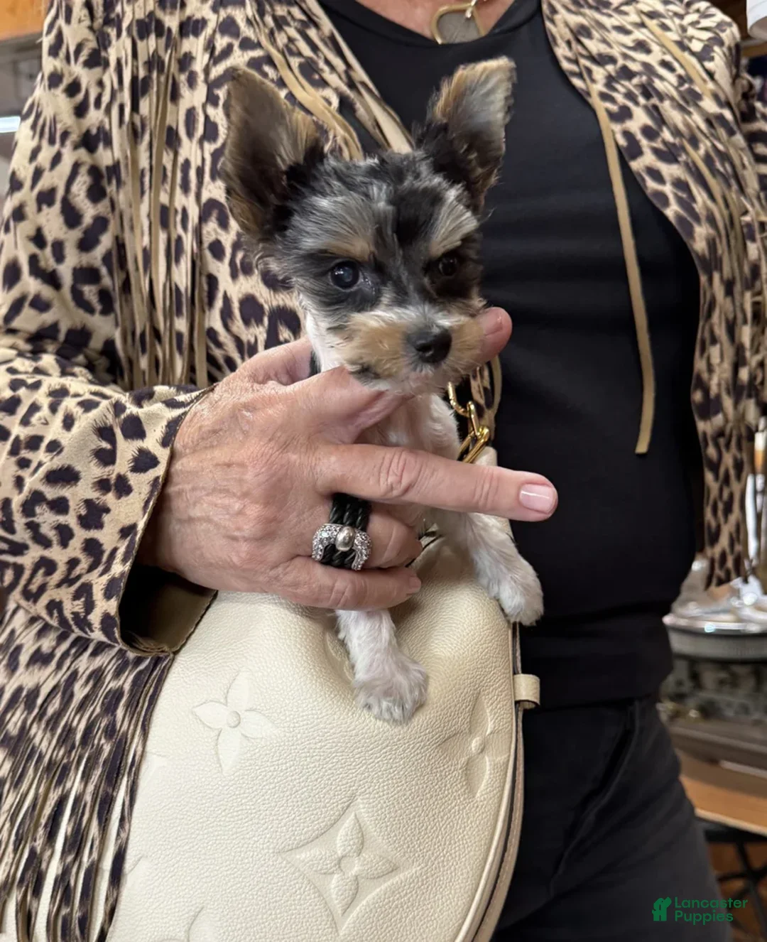 Yorkshire Terrier dogs for sale: Poppy - Ad 7