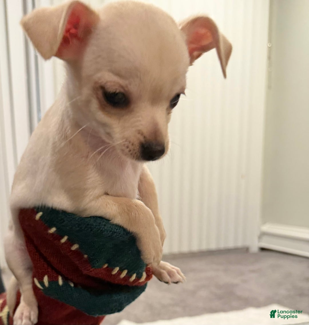 Chihuahua dogs for sale: Chihuahua Puppy 3 - Ad 3