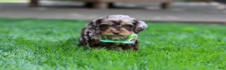 Cockapoo dogs for sale: Maverick - Ad 8