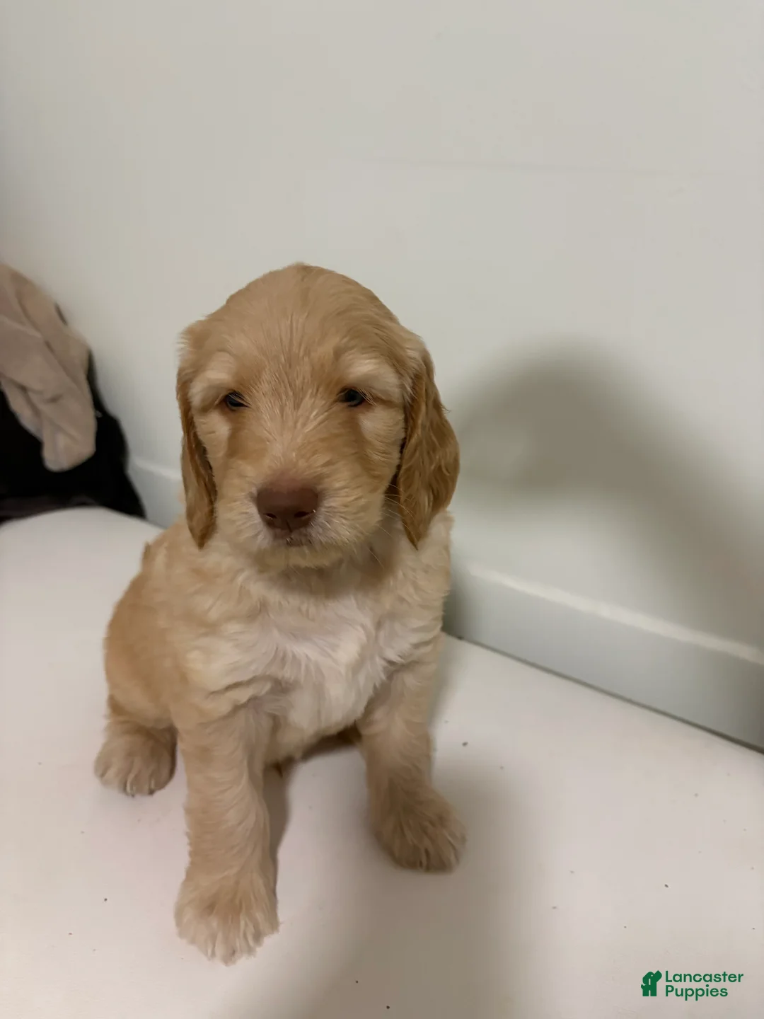 Goldendoodle dogs for sale: Seena - Ad 5