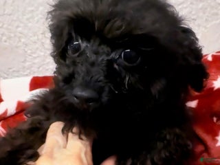 Toy Poodle dogs Raven - Ad 32