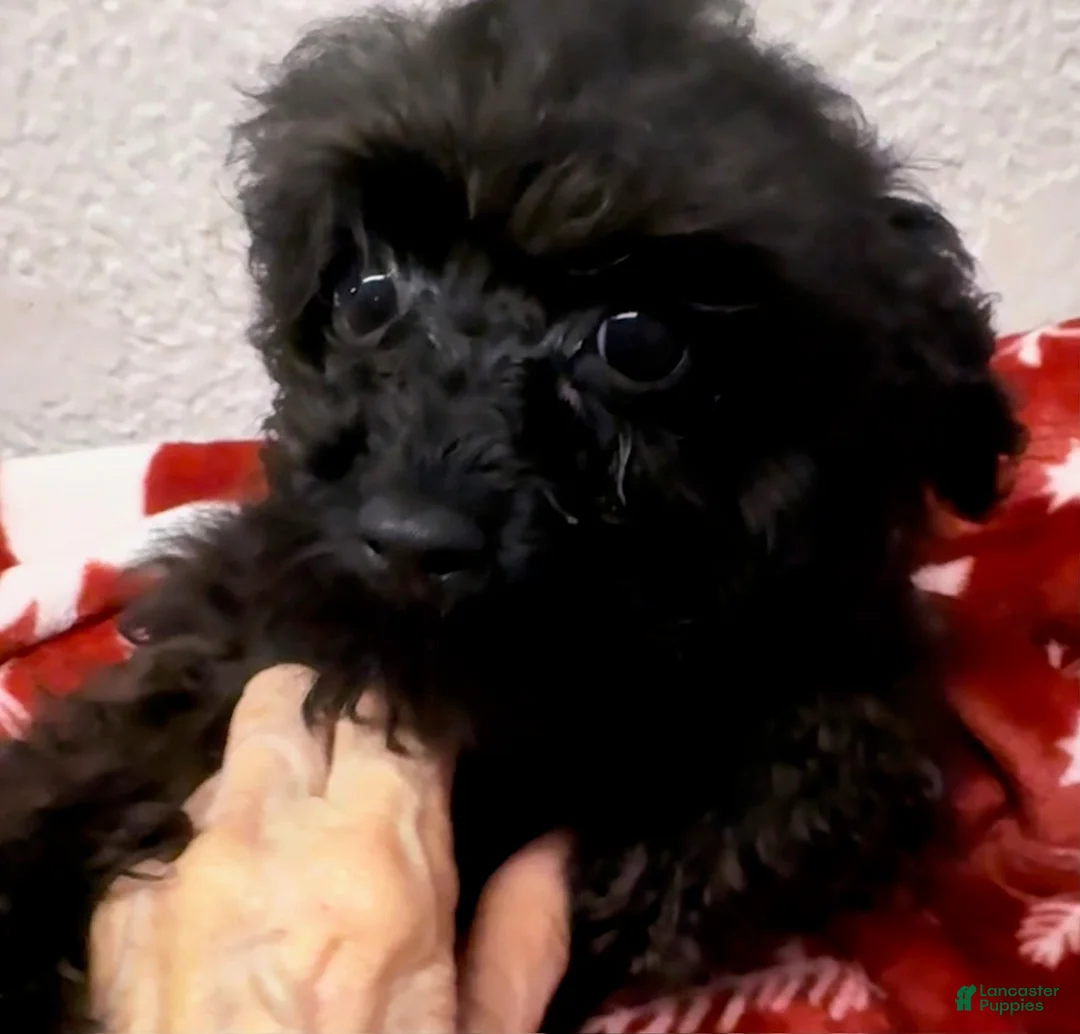 Toy Poodle dogs for sale: Raven - Ad 1
