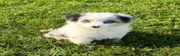 Miniature Australian Shepherd dogs for sale: Sasha - Ad 2