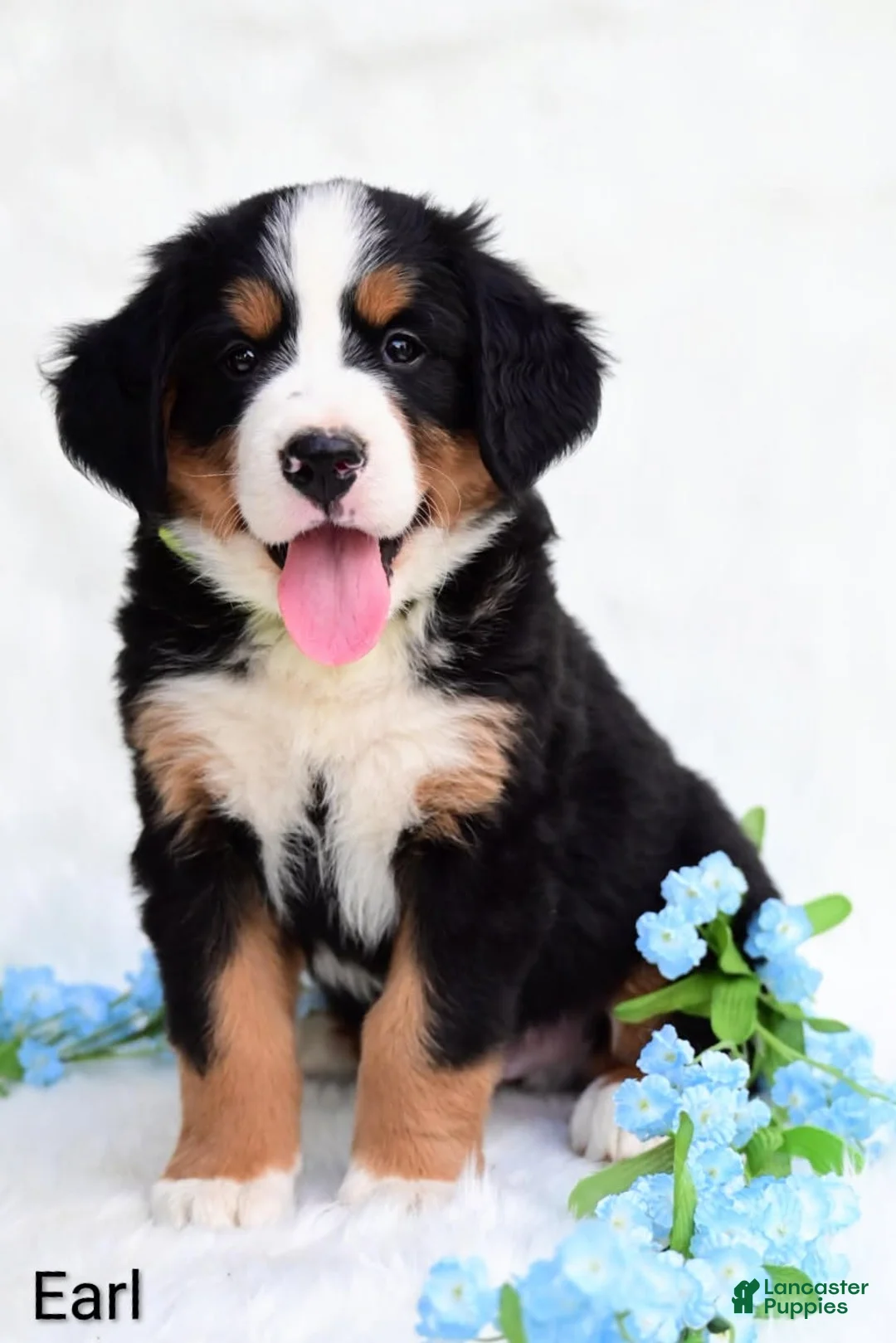 Bernese Mountain Dog dogs for sale: Earl - Ad 1