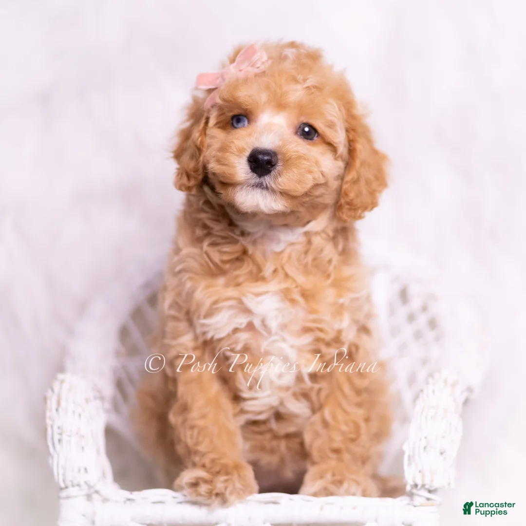 Toy Poodle dogs for sale: Vera - Ad 5