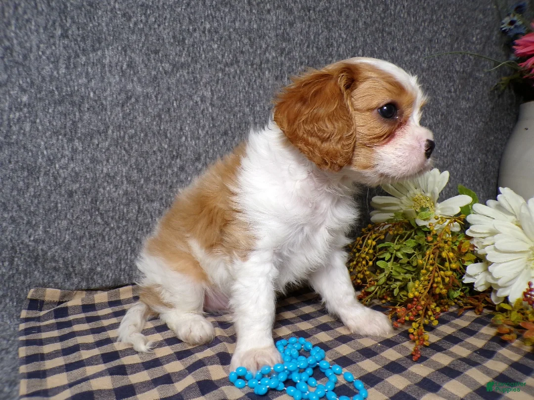 Cavalier King Charles Spaniel dogs for sale: Baxter - Ad 2