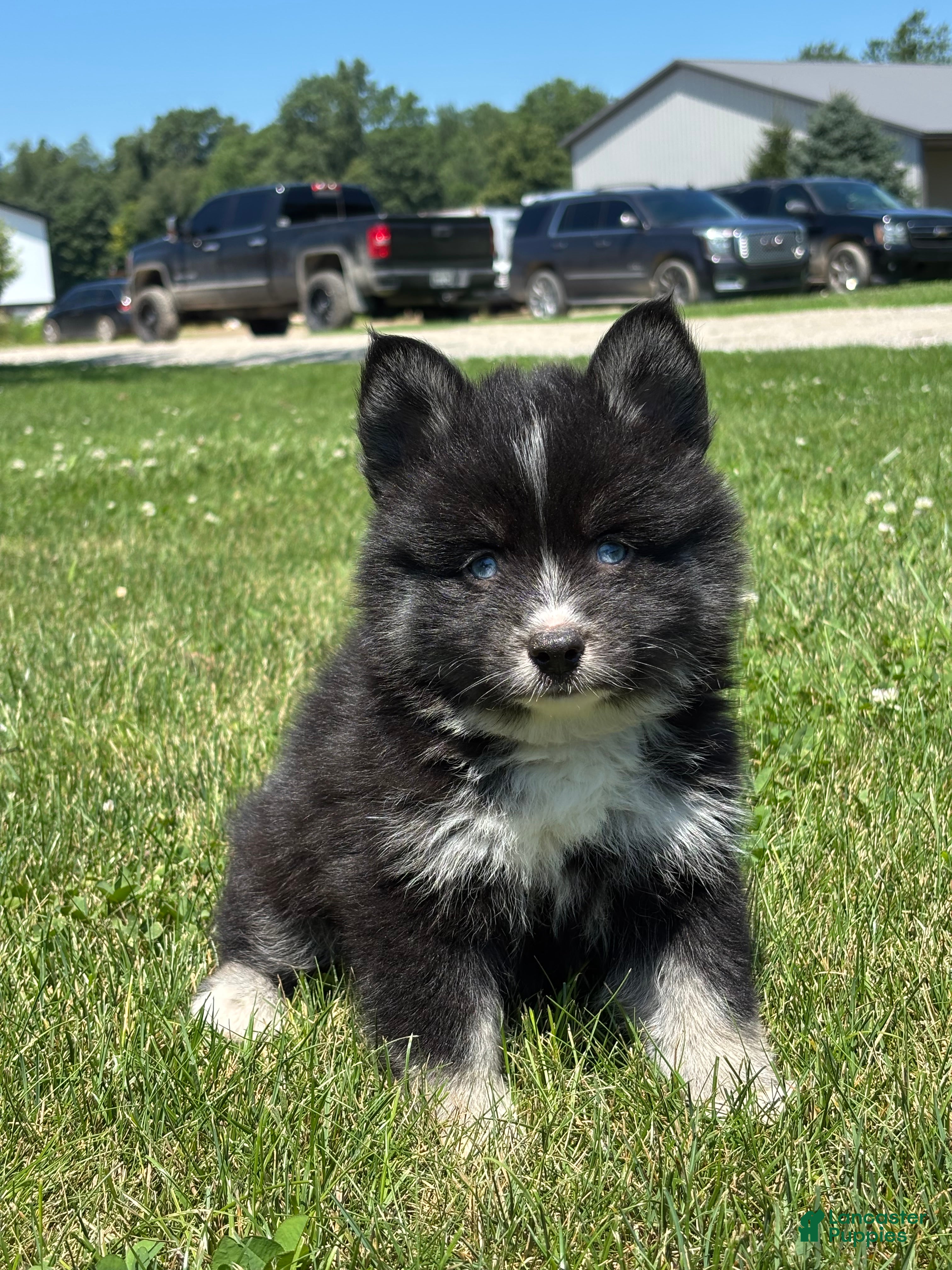 Pomsky dogs Catalina - Ad 2