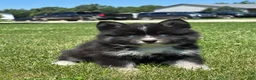 Pomsky dogs for sale: Catalina - Ad 2