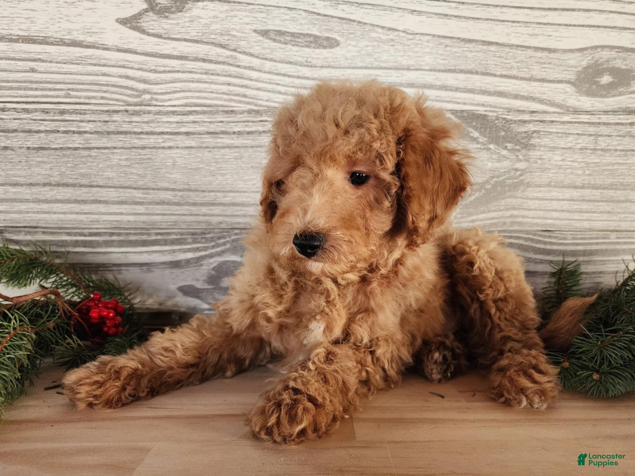 Mini Goldendoodle dogs Nash - Ad 26