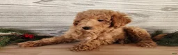 Mini Goldendoodle dogs for sale: Nash - Ad 1