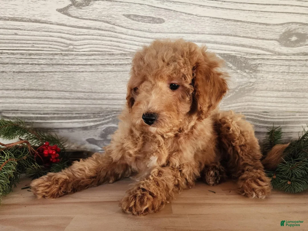 Mini Goldendoodle dogs for sale: Nash - Ad 1