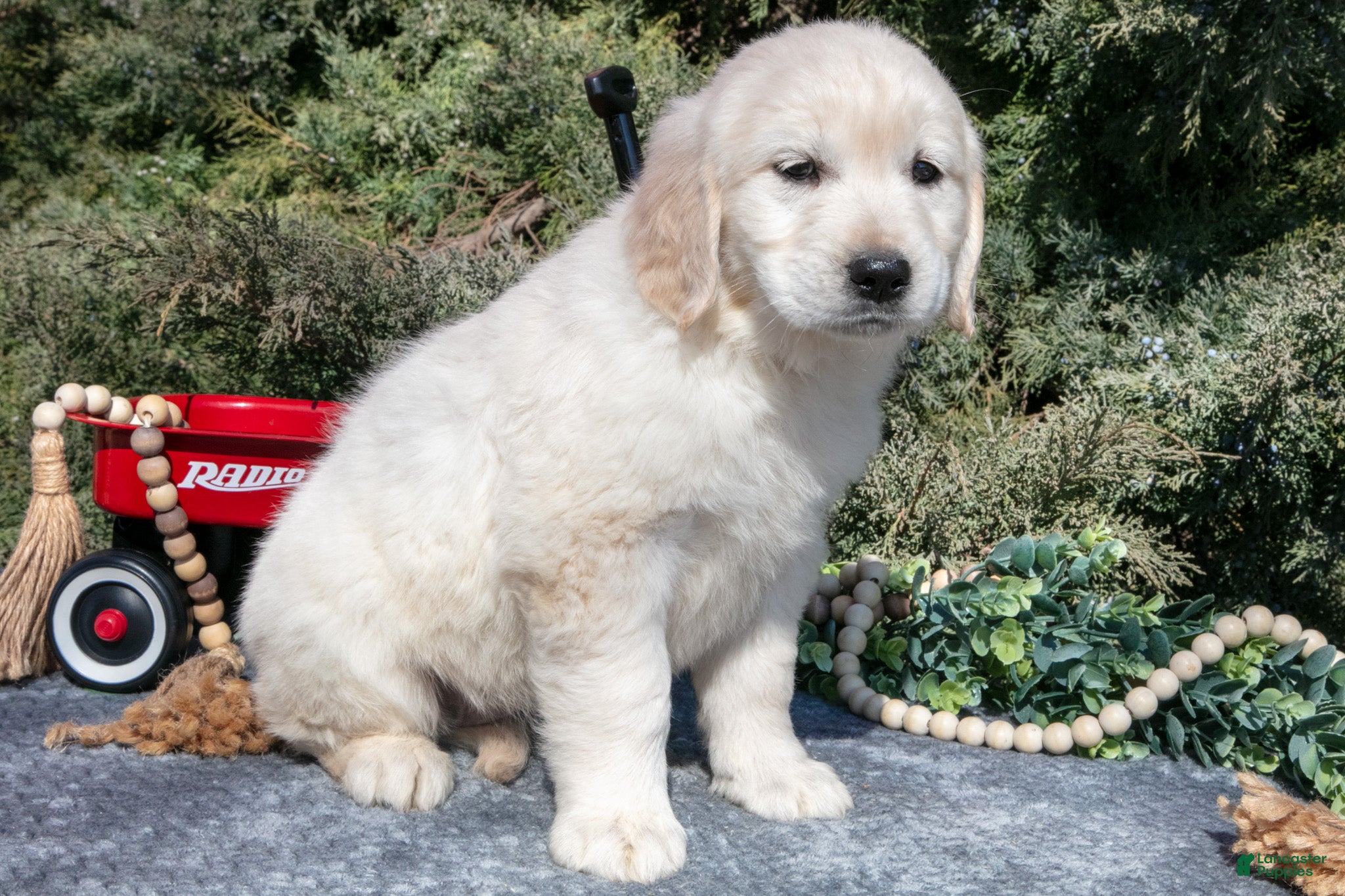 Golden Retriever dogs Melanie - Ad 2