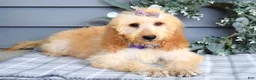 Goldendoodle dogs for sale: Millie - Ad 12