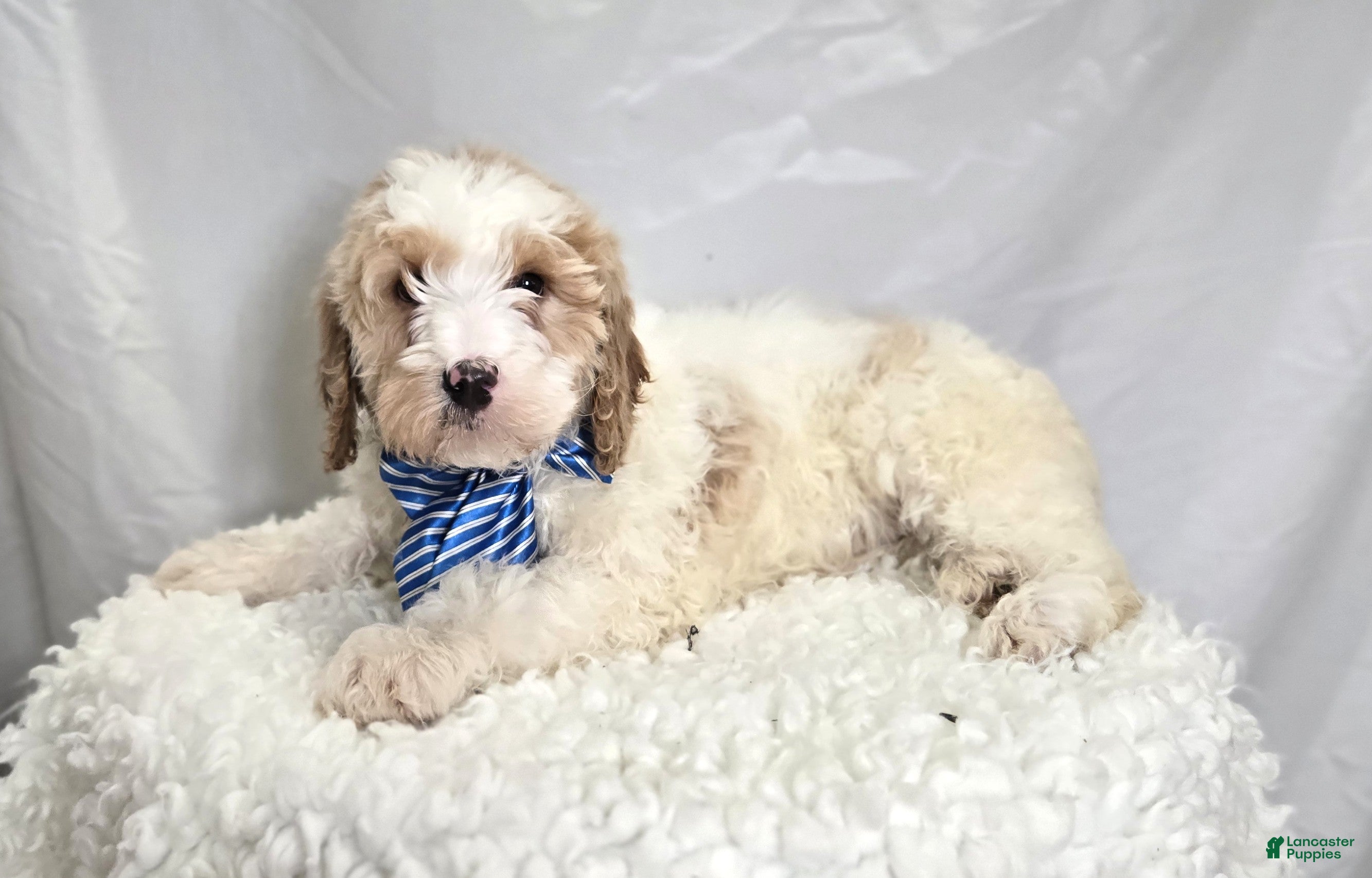 Bernedoodle dogs Kyle - Ad 2