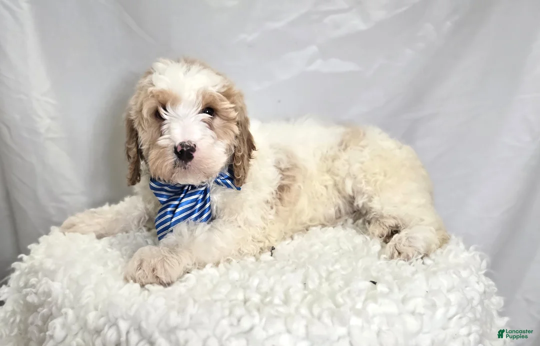 Bernedoodle dogs for sale: Kyle - Ad 2