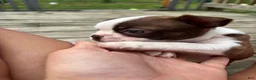 Boston Terrier dogs for sale: Pibby - Ad 4