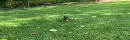 Chihuahua dogs for sale: Waylon - Ad 3
