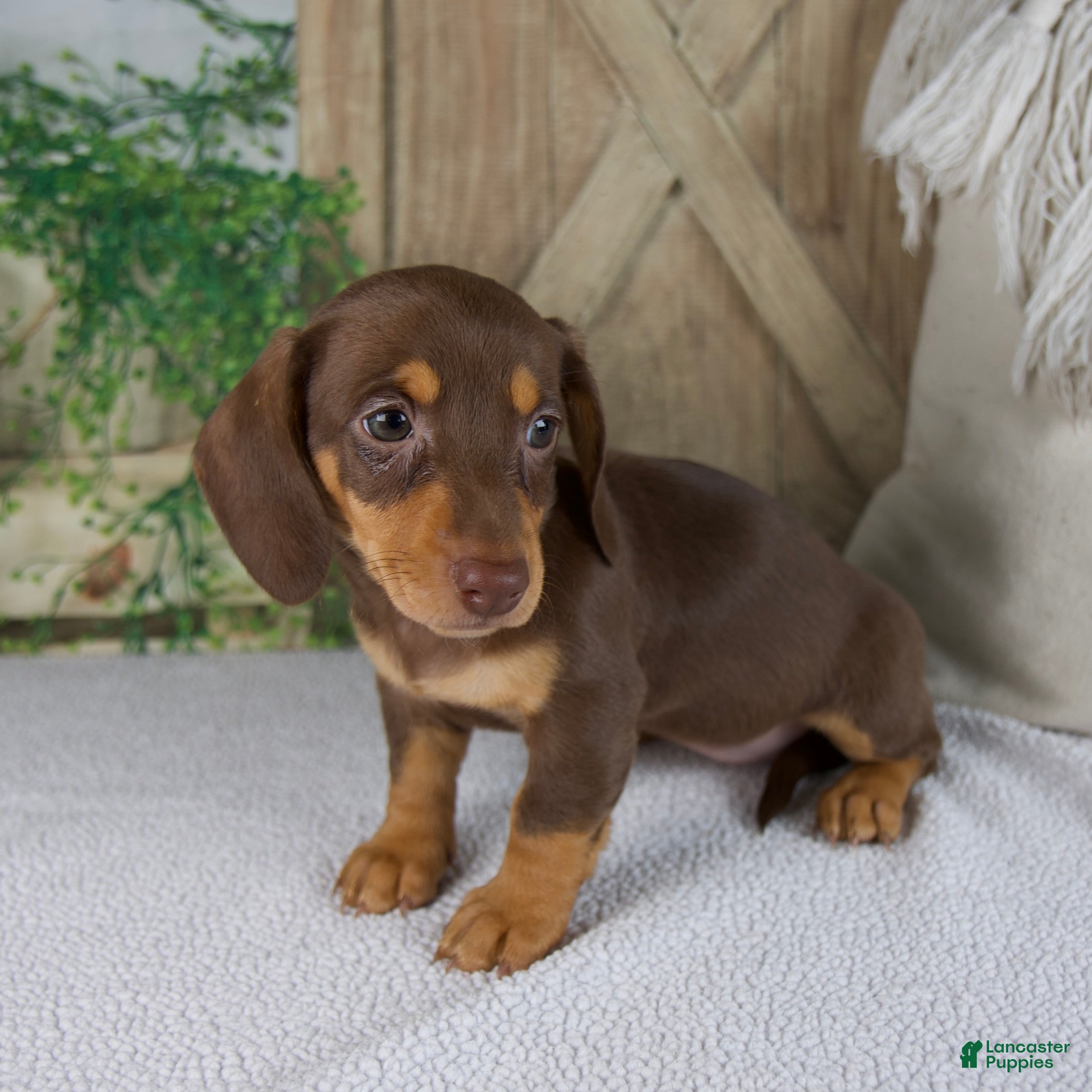 Miniature Dachshund dogs Blossom - Ad 2